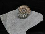 Uncommon Asteroceras Ammonite Fossil - England #30738-1
